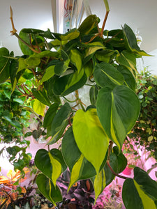 Philodendron Brasil  8 inch hanging basket
