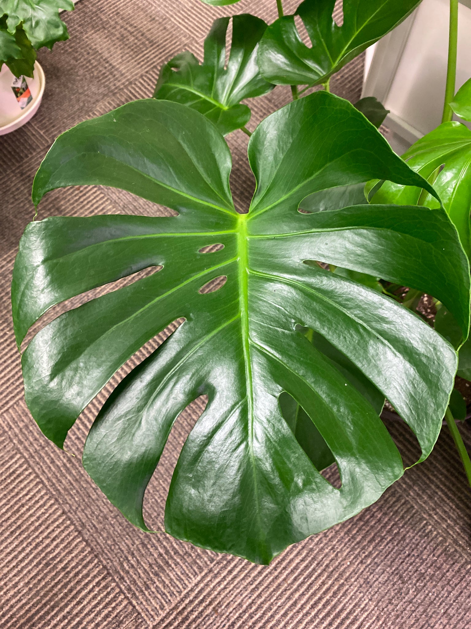 10 inch monstera Monstera Deliciosa 10 inch – Whistler Plant Store