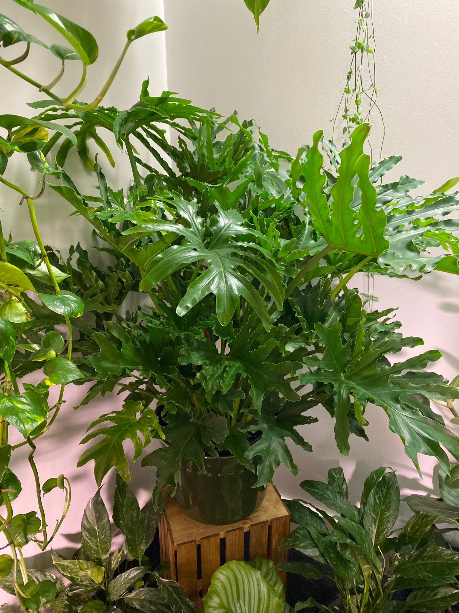 philodendron salome Philodendron Hope Salloum 12 inch – Whistler Plant Store