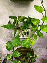 Load image into Gallery viewer, Pothos Golden 4 inch
