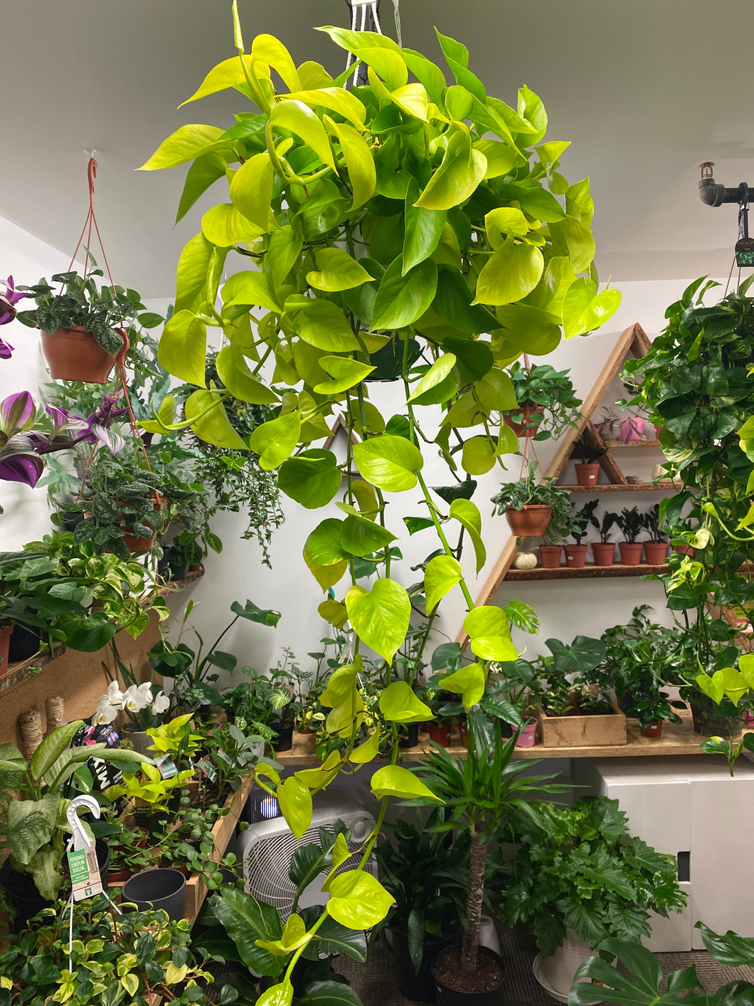 neon pothos hanging Pothos Neon 8 inch hanging basket – Whistler Plant Store