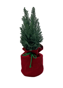 Cypress Tree in a bag - 6 inch