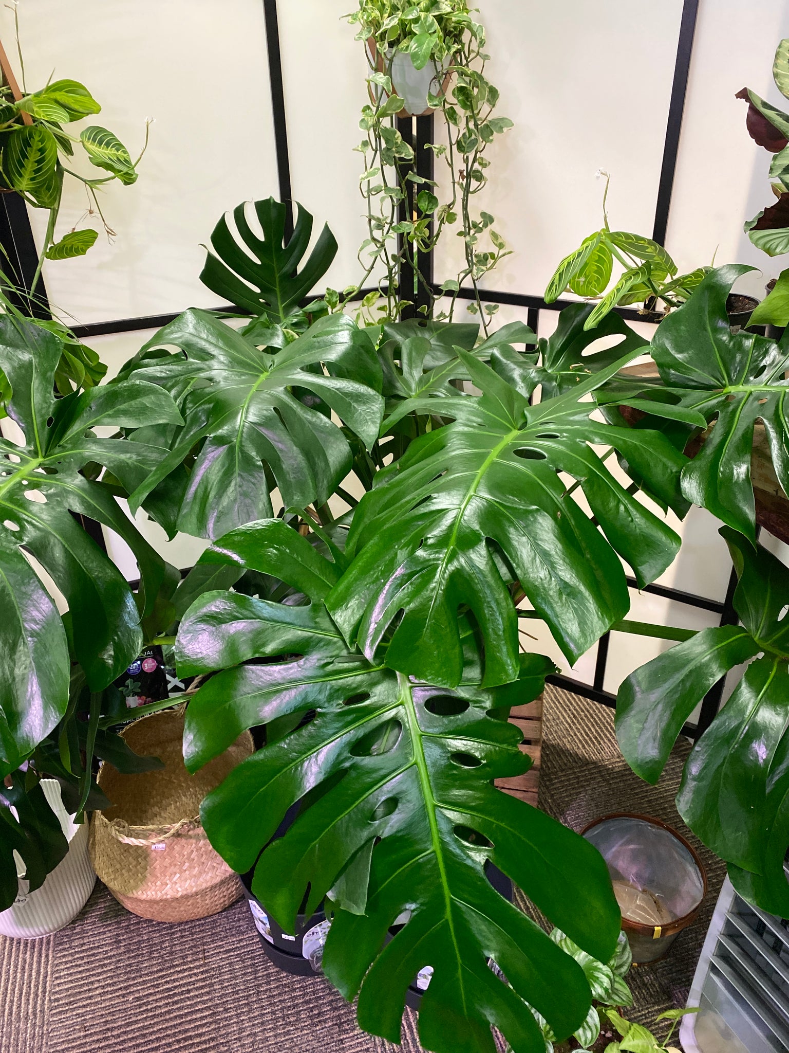 14 monstera deliciosa Monstera Deliciosa 14 inch