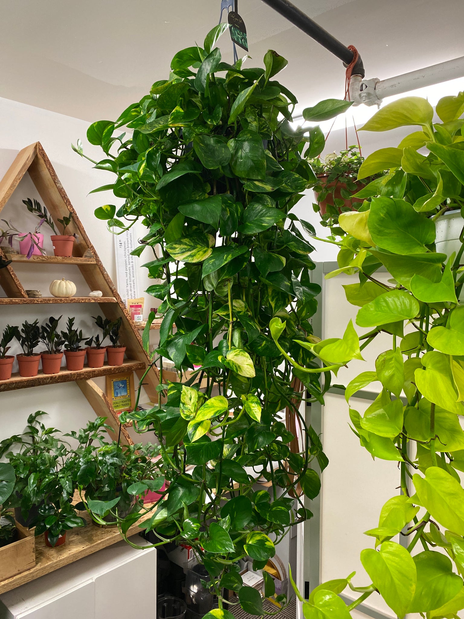 golden pothos hanging plant Pothos Golden 8 inch hanging basket – Whistler Plant Store