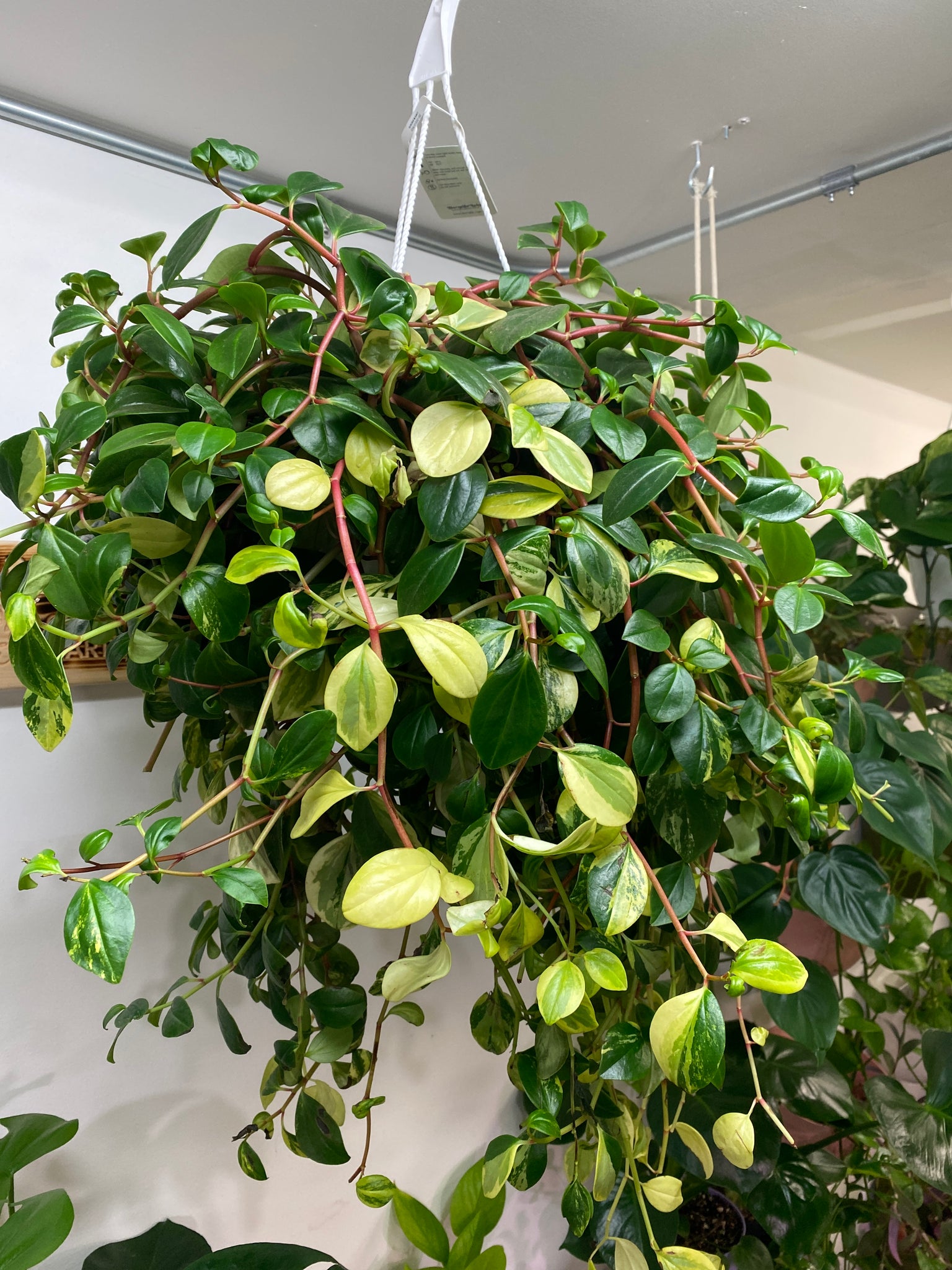 hanging peperomia plant Peperomia European Trailing 8 inch hanging basket – Whistler Plant Store
